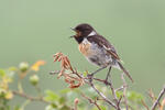 Saxicola torquata