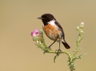 Saxicola torquatus