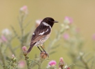 Saxicola torquatus