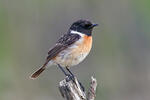 Saxicola torquatus