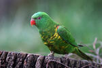 Scaly Breasted Lorikeet