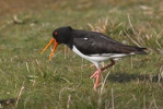 Scholekster