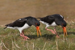 Scholekster