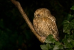 Scops Owl