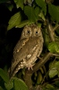 Scops Owl