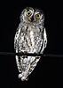 Scops Owl