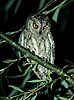 Scops Owl