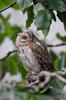 Scops Owl