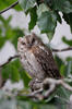 Scops Owl