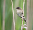 Sedge Warbler