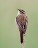 Sedge Warbler