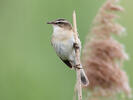 Sedge Warbler