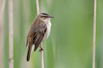 Sedge Warbler