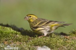 Serin cini