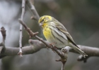 Serin cini