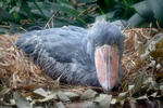 Shoebill, Whale-haeded Stork