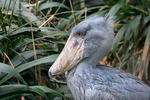 Shoebill, Whale-haeded Stork