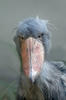 Shoebill, Whale-haeded Stork