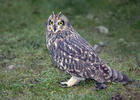 Short-eared Owl