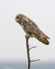 Short-eared Owl