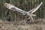 Short-eared Owl