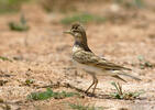 Short-toed Lark