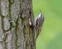 Short-toed Treecreeper