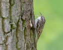 Short-toed Treecreeper