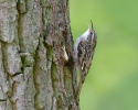 Short-toed Treecreeper