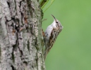 Short-toed Treecreeper