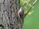 Short-toed Treecreeper