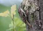 Short-toed Treecreeper