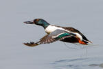 Shoveler