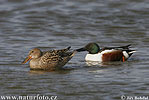 Shoveler