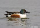 Shoveler