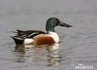 Shoveler