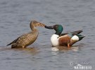 Shoveler