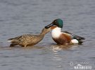 Shoveler