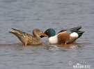 Shoveler