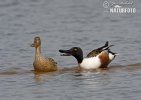 Shoveler