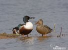 Shoveler