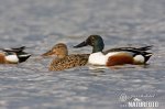 Shoveler