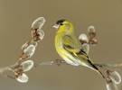 Siskin