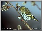 Siskin