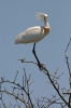 Skedstork