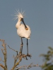 Skedstork