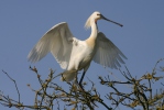 Skedstork