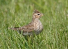 Skylark