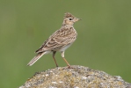 Skylark