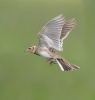 Skylark